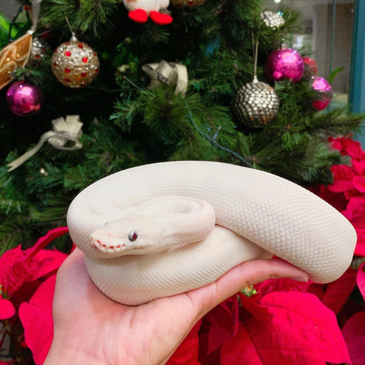 N09 奇異動物學堂